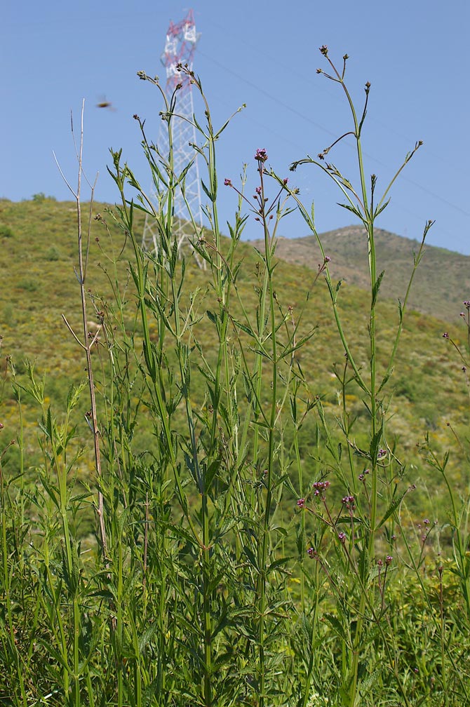 Verbena bonariensis / Verbena del Brasile